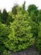 Smrek východný Early Gold, výška 30/50 cm, v črepníku 5l Picea orientalis Early Gold