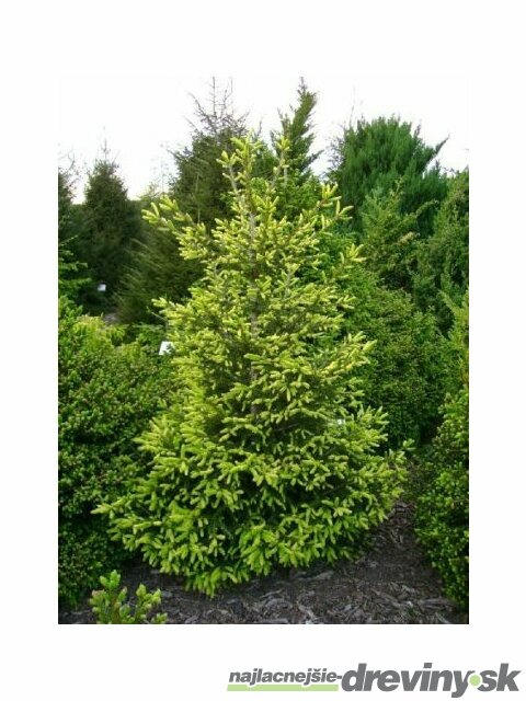 Smrek východný Early Gold, výška 30/50 cm, v črepníku 5l Picea orientalis Early Gold
