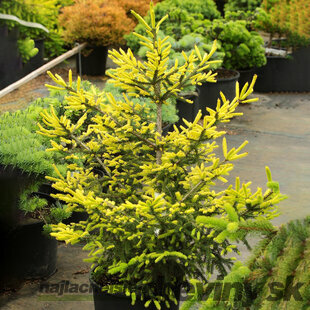 Smrek východný Golden Start, 40/60 cm, v črepníku 5l Picea orientalis Golden Start