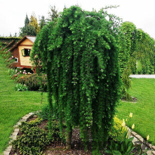 Smrekovec opadavý Pendula (Repens) na kmienku, 120/130 cm v črepníku Larix decidua Pendula (Repens)