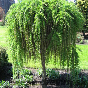 Smrekovec opadavý previsnutý 5 ročná koruna na kmienku 180/200 cm, v črepníku Larix decidua Pendula