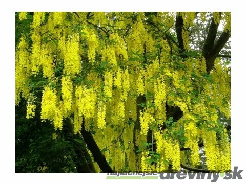 Štedrec previsnutý 200/300 cm, v črepníku Laburnum alpinum pendulum