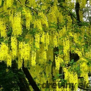 Štedrec previsnutý 200/300 cm, v črepníku Laburnum alpinum pendulum