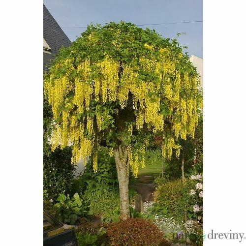 Štedrec previsnutý na kmienku 80/100 cm, v črepníku Laburnum vatereri vossi