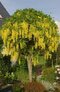 Štedrec previsnutý na kmienku 80/100 cm, v črepníku Laburnum vatereri vossi