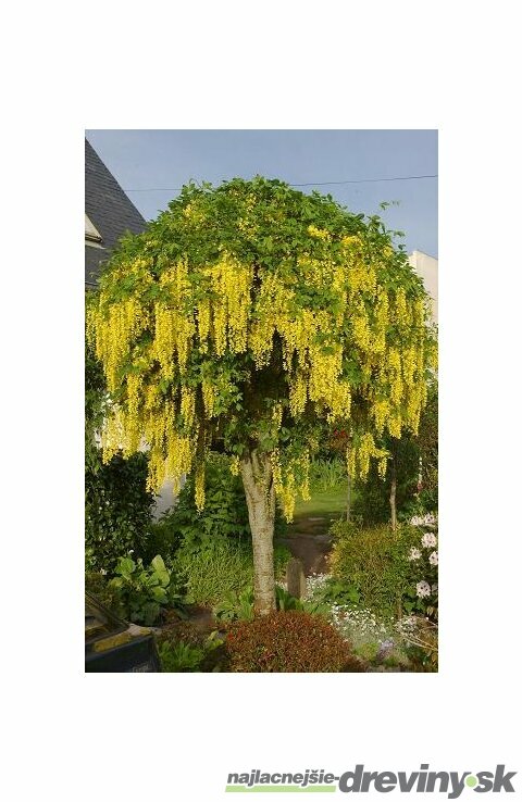 Štedrec previsnutý, na kmienku 80 cm, celková výška 120/130cm, v črepníku Laburnum vatereri vossi