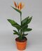 Strelícia kráľovská - exotická kráľovná Vášho intriéru 35/50 cm, v črepníku Strelitzia reginae
