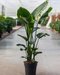 Strelícia Nikolaj, výška 100/120 cm, v črepníku Strelitzia Nicolai