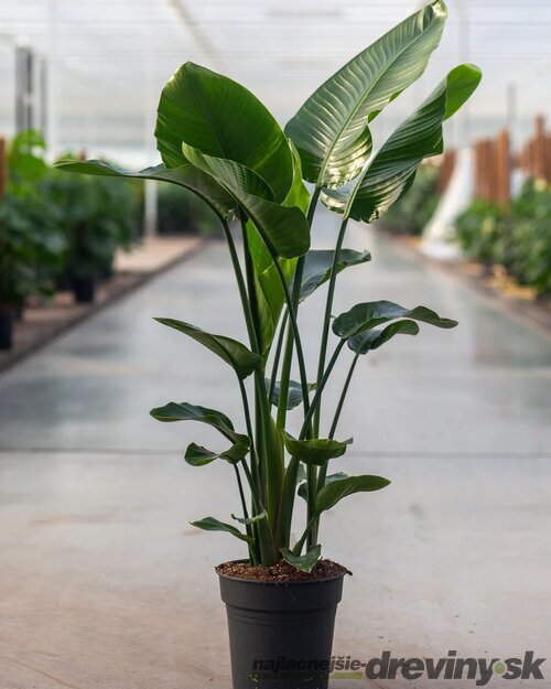 Strelícia Nikolaj, výška 100/120 cm, v črepníku Strelitzia Nicolai