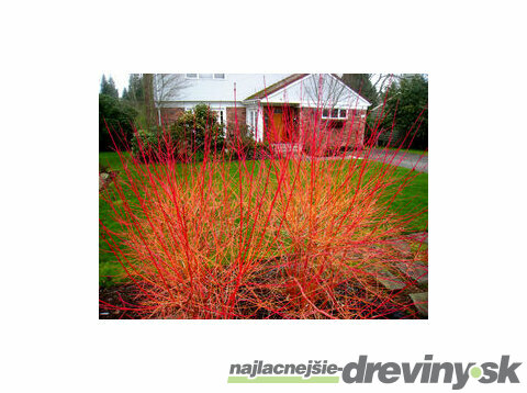 Svíb krvavý Midwinter Fire, v črepníku Cornus sanguinea