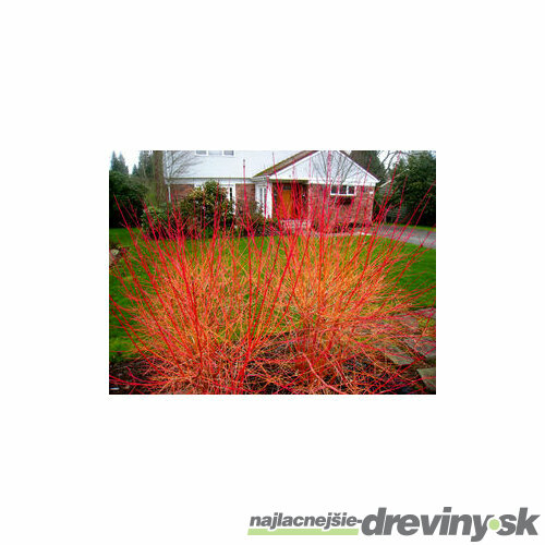 Svíb krvavý Midwinter Fire, v črepníku Cornus sanguinea