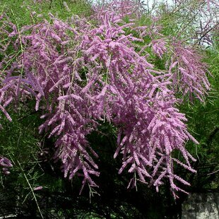Tamariška kaspická, výška 80/100 cm, v črepníku 4l Tamarix ramosissima