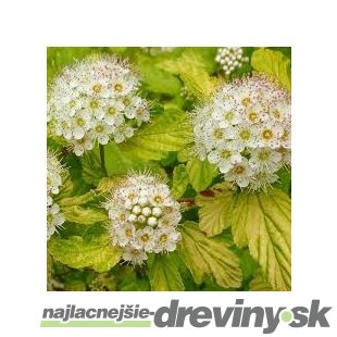 Tavoľa kalinolistá ‘Annys Gold‘, výška 20/+ cm, v črepníku 2l Physocarpus opulifolius ‘Annys Gold‘