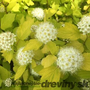 Tavoľa kalinolistá ‘Dart‘s Gold‘, výška 30/+ cm, v črepníku 2l Physocarpus opulifolius ‘Dart‘s Gold‘