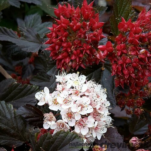 Tavoľa kalinolistá Diabolo 30/40 cm cm, v črepníku 2l Physocarpus opulifolius Diabolo