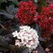 Tavoľa kalinolistá Diabolo 30/40 cm cm, v črepníku 2l Physocarpus opulifolius Diabolo