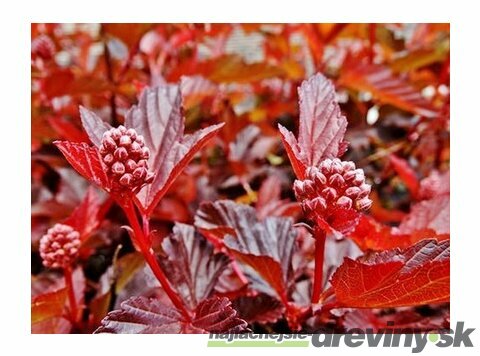 Tavoľa kalinolistá Lady in Red, v črepníku 40/60 cm Physocarpus opulifolius Lady in Red