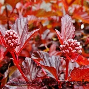 Tavoľa kalinolistá Lady in Red, v črepníku 40/60 cm Physocarpus opulifolius Lady in Red