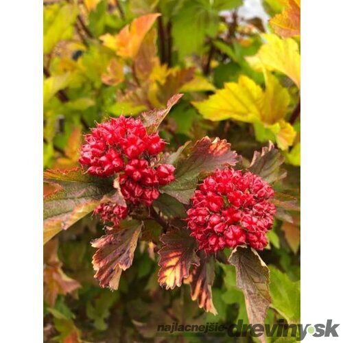 Tavoľa kalinolistá MAGIC BALL ‘LP1‘ PBR, výška 20/+ cm, v črepníku 2l Physocarpus opulifolius MAGIC BALL ‘LP1‘ PBR