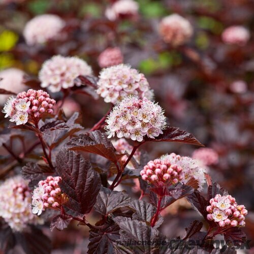 Tavoľa kalinolistá Red Baron 30/40 cm, v črepníku 2l Physocarpus opulifolius Red Baron