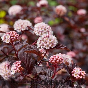 Tavoľa kalinolistá Red Baron 40/60 cm, v črepníku 10l Physocarpus opulifolius Red Baron