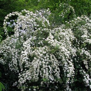 Tavoľník nipponský Snowmound 20/40 cm, v črepníku 2l Spiraea nipponica Snowmound