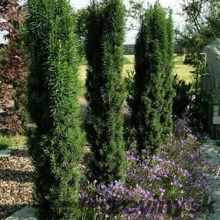 Tis ‘Black Tower‘ , výška 20/30cm , v črepníku 2l Taxus baccata ‘Black Tower‘