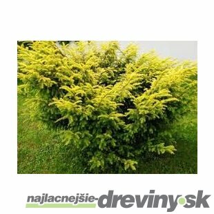 Tis červený Elegantissima 20/30 cm, v črepníku Taxus baccata Elegantissima