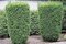Tis Hicksii 140/160 cm v črepníku 12l Taxus Hicksii x media