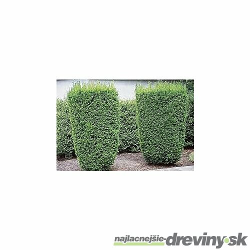 Tis Hicksii 140/160 cm v črepníku 12l Taxus Hicksii x media