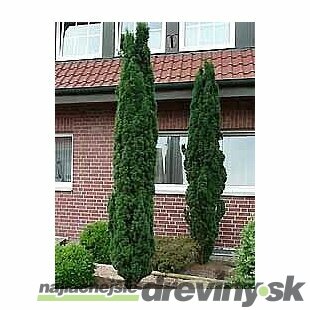 Tis Hilii 20/30 cm, v črepníku P9 Taxus media Hilii