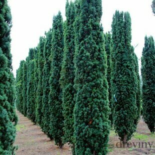 Tis Hilii 30/40 cm, v črepníku 2/3 l Taxus Hilii