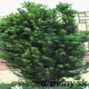 Tis obyčajný aj na živý plot, výška 25/40 cm, v črepníku Taxus baccata