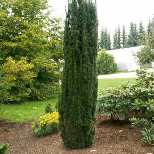 Tis obyčajný Fastigiata, 40/60 cm, v črepníku Taxus baccata Fastigiata