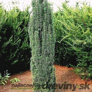 Tis obyčajný Fastigiata Robusta stĺpovitý, výška 40/60 cm, v črepníku 2l Taxus baccata fastigiata robusta