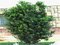 Tis obyčajný, v črepníku 25/40 cm Taxus baccata