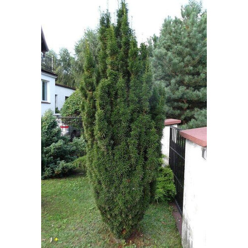 Tis prostredný Hicksii 110/130 cm, v kvetináči 20l Taxus Hicksii