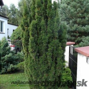 Tis prostredný Hicksii 110/130 cm, v kvetináči 20l Taxus Hicksii