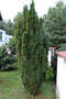 Tis prostredný Hicksii 110/130 cm, v kvetináči 20l Taxus Hicksii