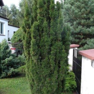 Tis prostredný stĺpovitý Hicksii 20/40 cm v črepníku 2/3 litre, Taxus Hicksii