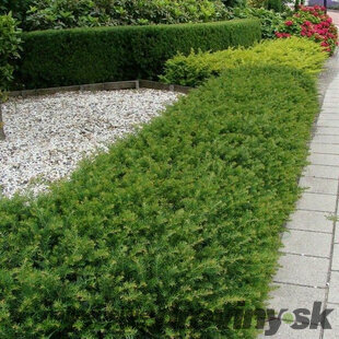 Tis Repandens, výška 20/30 cm, v črepníku Taxus baccata Repandens