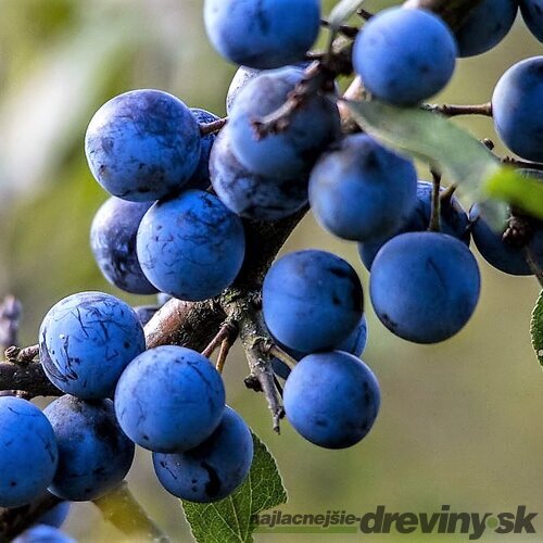 Trnka Obyčajná v črepníku, 50/70 cm Prunus Spinosa
