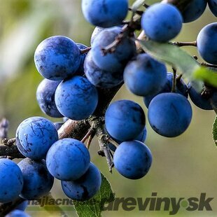 Trnka Obyčajná v črepníku, 60/80 cm Prunus Spinosa