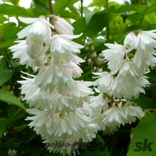 Trojpuk drsný Plena 20/40 cm, v črepníku Deutzia scabra Plena