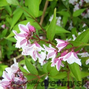 Trojpuk štíhly v črepníku, 30/50cm Deutzia Gracilis