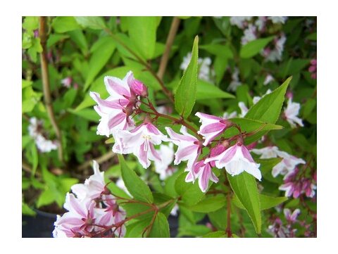 Trojpuk štíhly v črepníku, 30/50cm Deutzia Gracilis