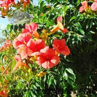 Trúbkovec koreňujúci Ursynow, v črepníku 60/80cm Campsis radicans Ursynow