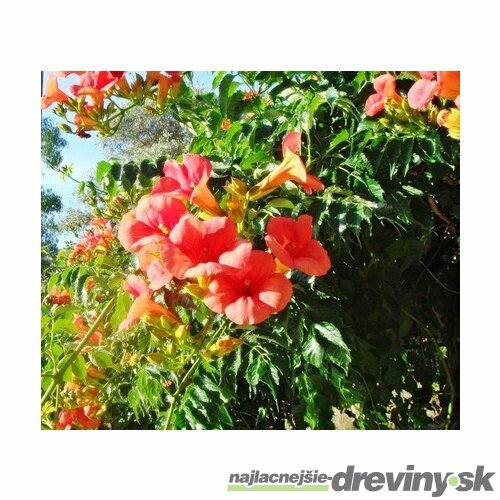 Trúbkovec koreňujúci Ursynow, v črepníku 60/80cm Campsis radicans Ursynow