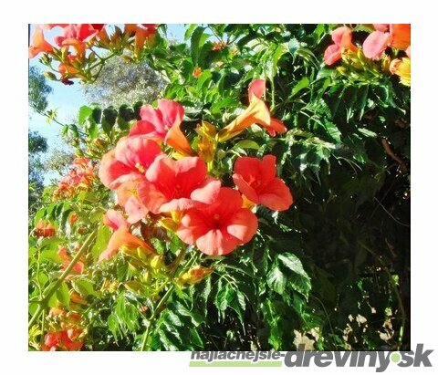 Trúbkovec koreňujúci Ursynow, v črepníku 60/80cm Campsis radicans Ursynow