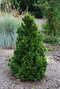 Tuja riasnatá Can Can, výška 20/30 cm, v črepníku 3l Thuja plicata Can Can